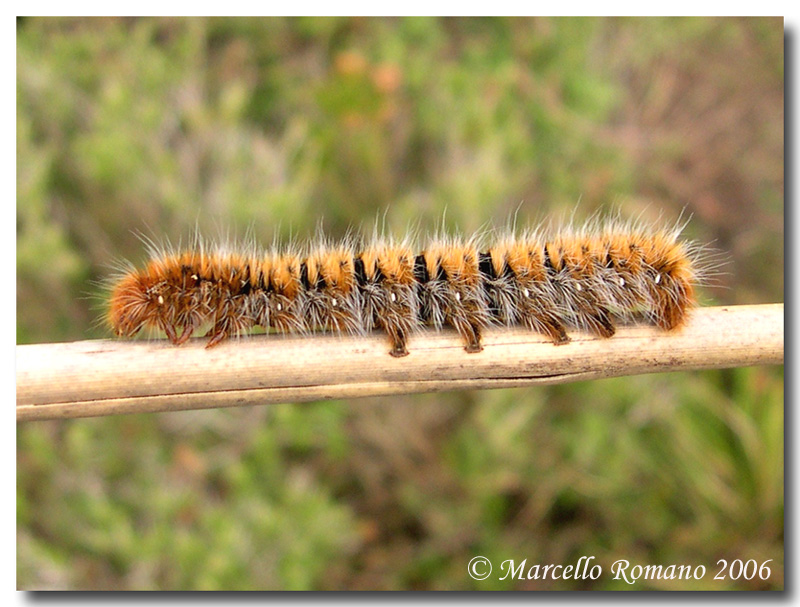 Bruchi fra l''erica, prima parte: Lasiocampa quercus